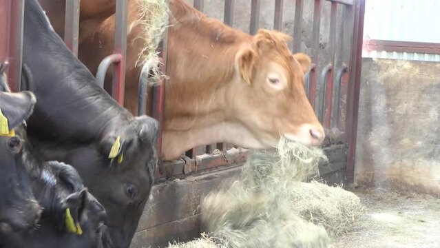 Cattle eating silage grass feed through a gate in a shed at a farm in UK