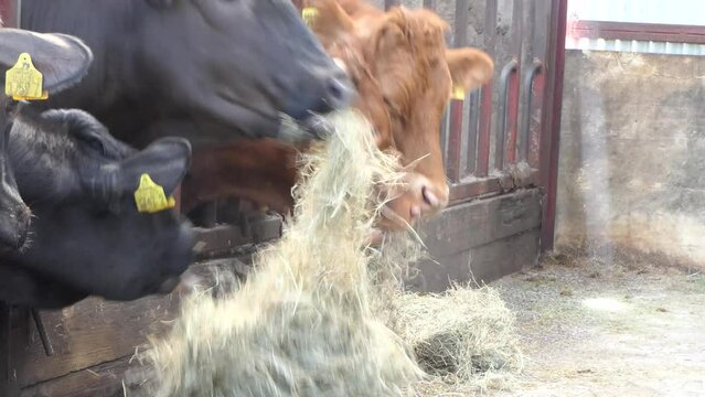 Cattle eating silage grass feed through a gate in a shed at a farm in UK