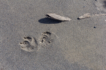 walking along the sandy shore of a mountain river , observing objects left in the sand