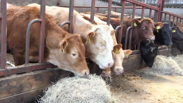 Cattle eating silage grass feed through a gate in a shed at a farm in UK