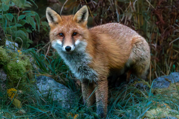 red fox in the wild