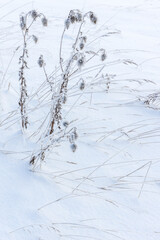 Frozen dry plants stand in a snowdrift, close up vertical photo