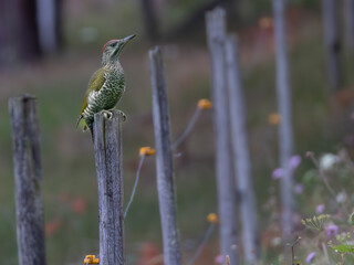 Green woodpecker in natural surroundings