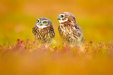 Cute owls. colorful nature background. Bird: Little owl (Athene noctua).