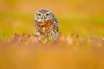 Cute owl. colorful nature background. Bird: Little owl (Athene noctua).