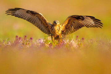 A bird of prey in front of a wonderful background. Buzzard (Buteo rufinus)