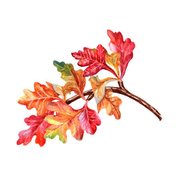 Branch of bright watercolour autumn leaves