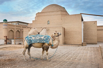 Central Asian camel in Khiva Uzbekistan - obrazy, fototapety, plakaty