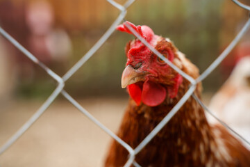 Chicken photographed through a grate, selective focus