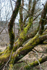 Leafless tree covered in moss in the moor with grass at Lower Lake in County Wicklow near Glendalough, Ireland