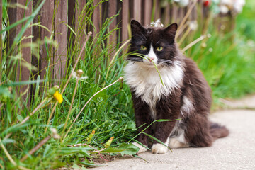 Naklejka na ściany i meble Beautiful striped cat in summer outdoor