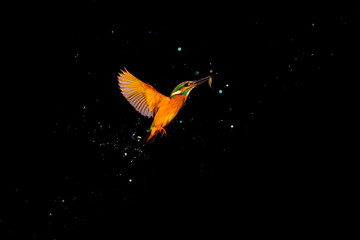 Kingfisher bird coming out of the water where it dived to hunt. Water drops and dark background.