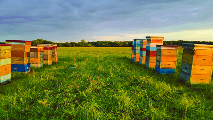 bee hives in the field - obrazy, fototapety, plakaty