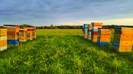 Fotobehang bee hives in the field © Evgenii Ryzhenkov