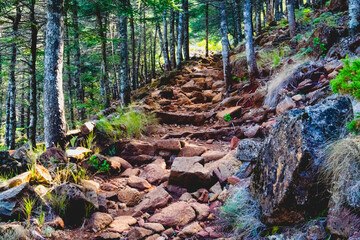 Hiking trail in the forest. Hiking trail in the mountains. Forest stairs.