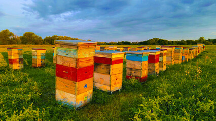 bee hives in the field