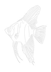 angelfish 