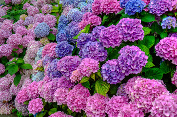 The genus Hydrangea includes ornamental plants, commonly known as hydrangeas, native to southern and eastern Asia and the Americas.