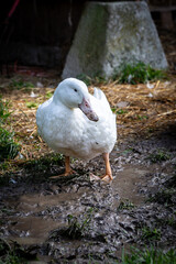 A close up of a white duck standing in muddy puddle