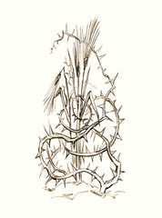 Pencil drawing. The thorns drowned out the wheat sprouts