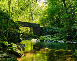 bridge inside a forest