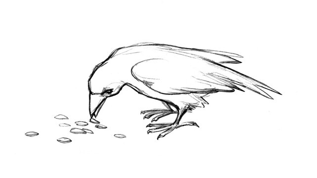 crow sketch eating seeds, black and white clip art preview