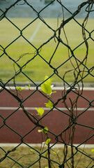 Close-up of the tree branch in the fence of school sports ground in Hong Kong.