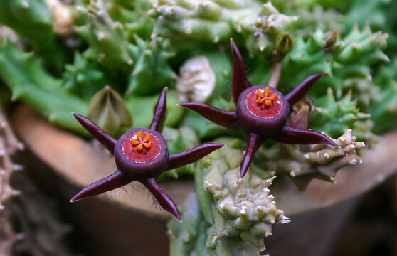 Duvalia caespitosa - Close-up, succulent plant with fleshy purple flowers