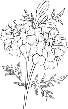 marigold bouquet drawings, free marigold printable coloring pages, marigold drawing color, marigold small tattoo, yellow flower line art, marigolds vector art, holy gold isolated images clip art