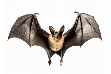 brown bat flying, isolated on transparent background 