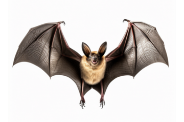 brown bat flying, isolated on transparent background 