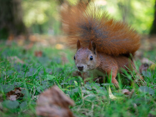 Squirrel on the Grass.