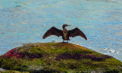 Birds of Ukraine. The great cormorant (Phalacrocorax carbo) Cormorant dries feathers on a stone