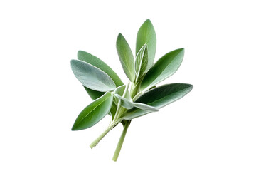 Obraz premium Sage on white background - Generative AI