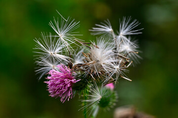 Welted thistle, curly plumeless thistle // Krause Ringdistel (Carduus crispus)