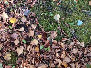 Moss growing in forest surrounded by fallen leaves. brown fallen leaves on green moss
