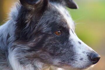 Fototapeta premium portrait d'un chien femelle border collie bleu merle