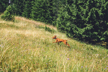 Hungarian Vizsla Dog Running in Flowering Meadow