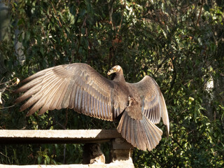 Oiseau Urubu à tête jaune perché aux ailes déployées