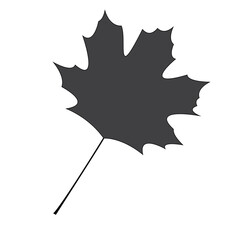 Black maple Leaf