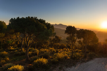 Sunrise on Turó de l'Avellana. Stone pines and Montserrat in the background @ Anoia, Catalonia, Spain.