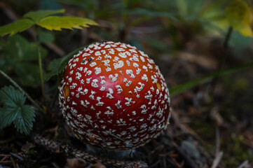 Amanita muscaria. Red toxic mushroom. Fly agaric. Fly amanita.