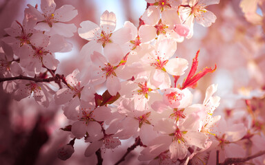 pink cherry blossom