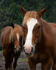 Naklejka na ściany i meble A portrait of two beautiful brown horses
