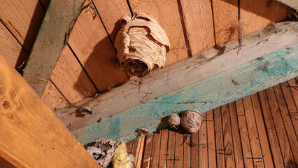 verlassenes Hornissennest auf dem Dachboden