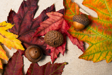 autumn leaves and acorns