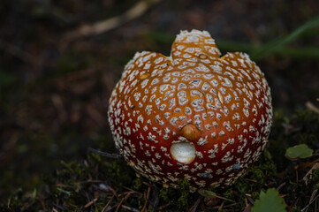 Amanita muscaria. Red toxic mushroom. Fly agaric. Fly amanita.