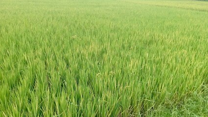Lush Paddy Field Rice Field