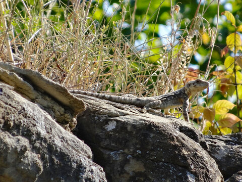 Close-up of lizard at Ujarma Fortress in Georgia