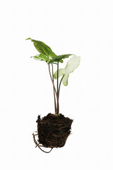 Arrowhead Vines Syngonium podophyllum plant with isolated background